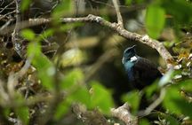 Wildlife and Penguin Tour