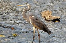 Birdwatching on Boat through Gatun Lake Private tour