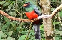 Birdwatching on Boat through Gatun Lake Private tour