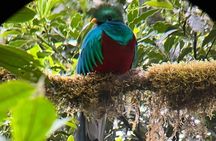 Guided Walk through the Monteverde Cloud Forest – Flora & Fauna