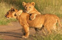 The World's Best 1 Day Tarangire Budget Group Safari From Arusha