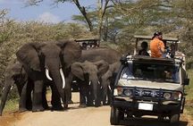 Explore 1 day Ngorongoro Crater Budget Group Safari from Arusha