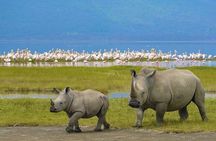 Explore 1 day Ngorongoro Crater Budget Group Safari from Arusha
