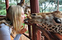 Nairobi Airport Layover to City Highlight and Giraffe Centre Tour
