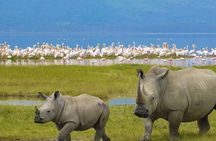 The Ultimate Guide for 2-Day Tanzania Safari from Mwanza 