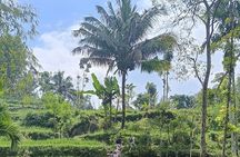 Tetebatu Guided Tour in Rice Terraces Waterfall and Monkey Forest