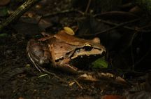 Jungle Night Walk in Manuel Antonio