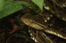 Jungle Night Walk in Manuel Antonio
