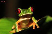 Jungle Night Walk in Manuel Antonio