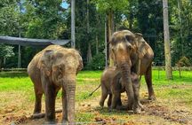 Unesco Heritage Batu Caves, Kuala Gandah Elephant Sanctuary Tour 