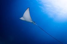 2 Days PADI Advanced Course from Phi Phi