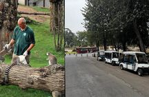 Rome: Entrance ticket Zoo + Golf Cart tour of Villa Borghese