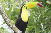 Private VW Beetle Tour to See Mexican Birds, Turtles & Monkeys