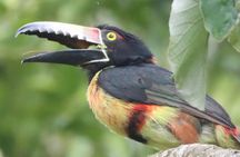 Private VW Beetle Tour to See Mexican Birds, Turtles & Monkeys