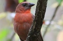 Private VW Beetle Tour to See Mexican Birds, Turtles & Monkeys