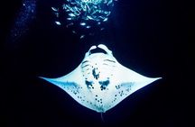 Manta Ray Night Snorkel and Dive