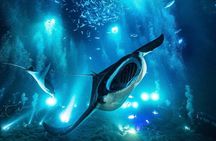 Manta Ray Night Snorkel and Dive