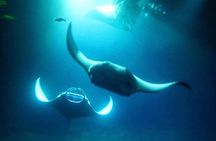 Manta Ray Night Snorkel and Dive