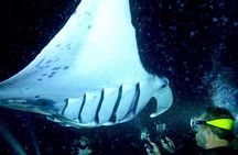 Manta Ray Night Snorkel and Dive