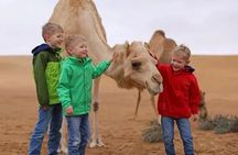 Private Dubai, 4-Hour, Red Dunes Safari, Camel Ride Sandboarding.