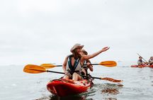 Mola Mola Kayaking Experience
