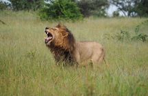 Kruger National Park Day Trip with Breakfast from Hoedspruit