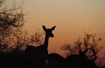 Kruger National Park Day Trip with Breakfast from Hoedspruit