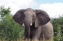 Kruger National Park Day Trip with Breakfast from Hoedspruit