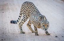 Kruger National Park Day Trip with Breakfast from Hoedspruit
