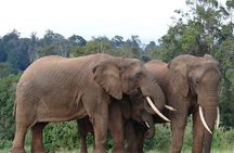 Scenic Day Trip to Aberdares National Park