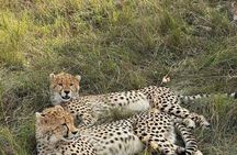 Maasai Mara Day Trip