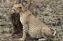Maasai Mara Day Trip