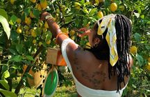 Sorrento: Authentic Lemon Experience at a Farm with Tastings