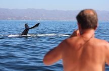 Ultimate Whale Watching Experience All-Inclusive