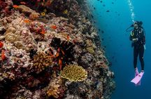 Mnemba Island, Baraka Aquarium and Sunset Cruise Full Day Tour