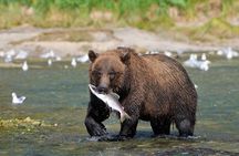 Haines Wildlife Safari