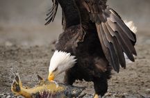 Haines Wildlife Safari
