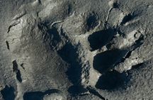 Haines Wildlife Safari