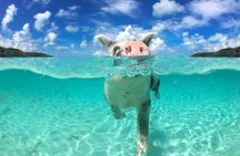 Nassau 3 islands Pigs Turtles Snorkel Beach Club with lunch