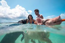 Swim with the Pigs Safari in Bahamas (2hrs)
