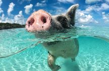 Swim with the Pigs Safari in Bahamas (2hrs)