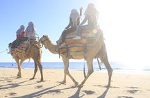 The Ultimate Camel Safari Experience in Los Cabos