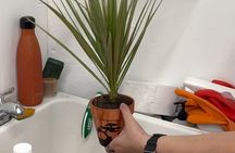 Paint and Plant: The Ultimate Plant Therapy Experience