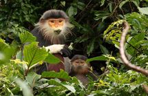 Red-shanked Douc - Private Motorbike Tour
