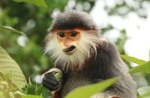 Red-shanked Douc - Private Motorbike Tour
