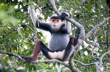 Red-shanked Douc - Private Motorbike Tour
