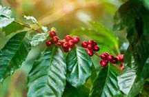 Coffee, Chocolate and Sugarcane Tour La Fortuna