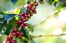 Coffee, Chocolate and Sugarcane Tour La Fortuna