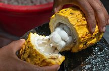 Coffee, Chocolate and Sugarcane Tour La Fortuna