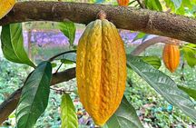 Coffee, Chocolate and Sugarcane Tour La Fortuna